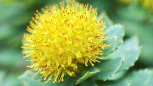 Rhodiola Nutravya plante adaptogène Dr Perez