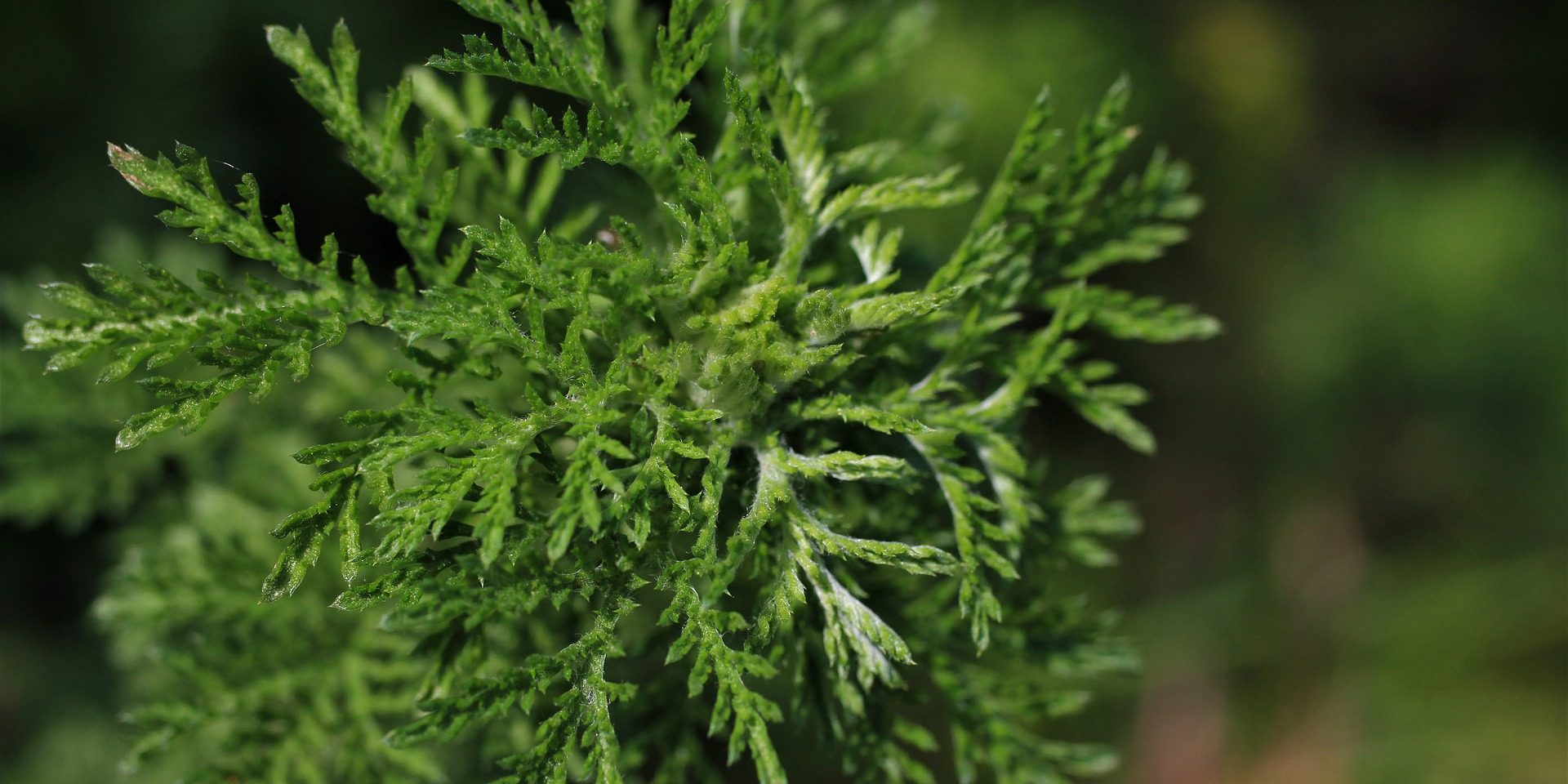 Armoise annuelle artemisia annua covid paludisme cancer