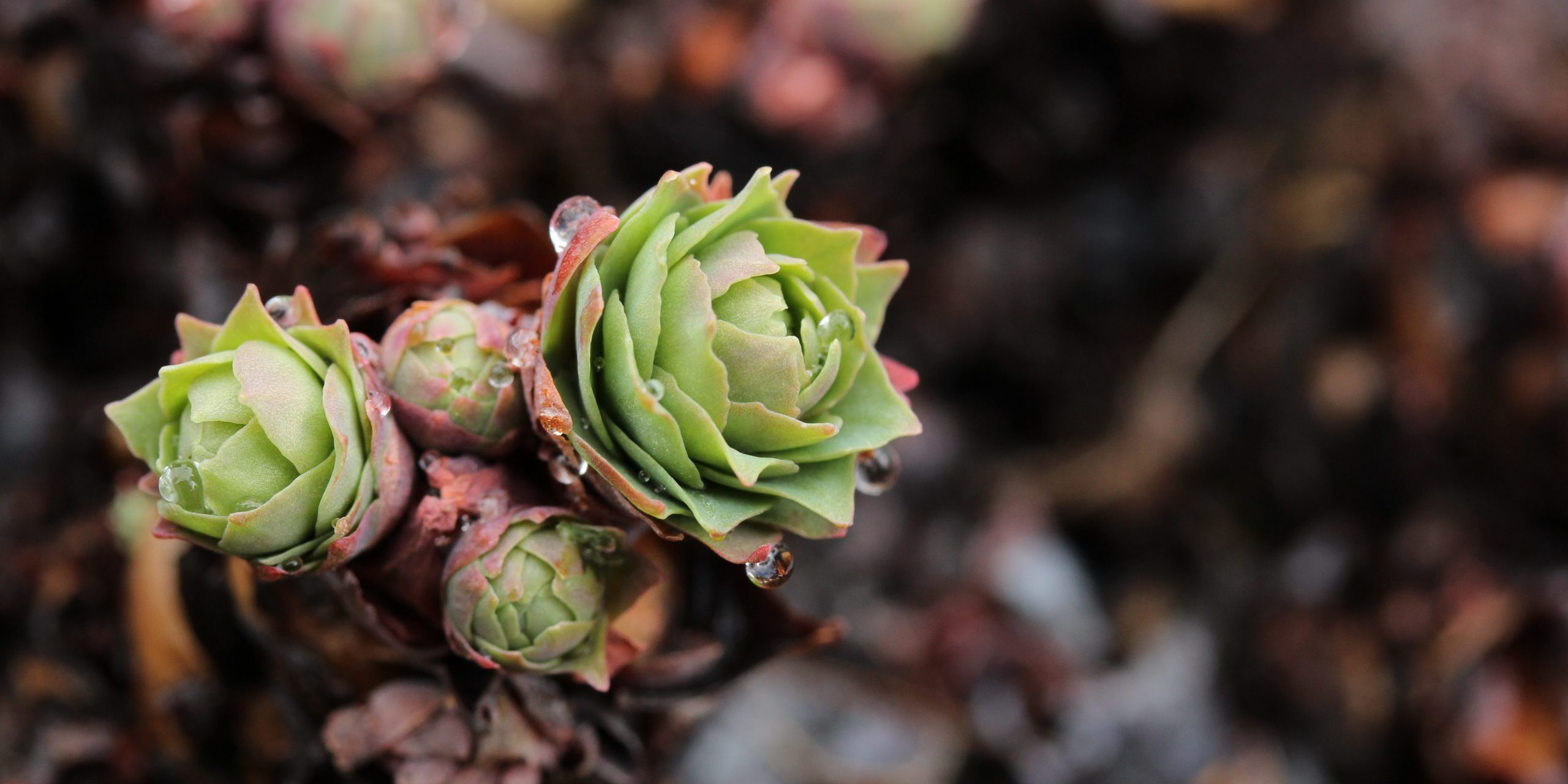 Rhodiola Nutravya plante adaptogène Dr Perez