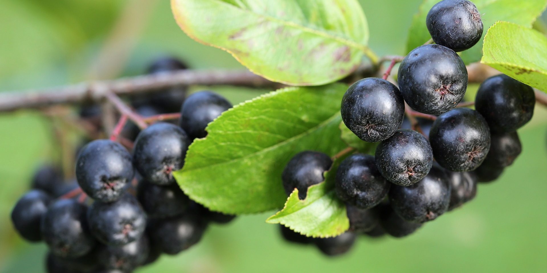 Aronia : « la plante qui guérit »