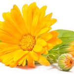 Nutra visus calendula lutéine yeux