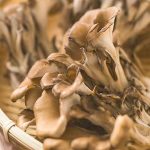 Champignon-Maitake-150x150
