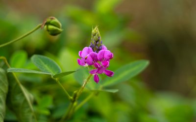 Desmodium : Détox du foie et autres vertus méconnues